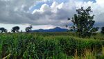 Potret Kebun Jagung Instagramable di Dompu, Asyik Buat Foto-foto