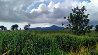 View yang ditawarkan di lokasi ini adalah kebun jagung yang hijau dan pegunungan yang membentang. Lokasi ini cocok untuk dijadikan sebagai spot foto lanskap. (Faruk Nickyrawi/detikcom)