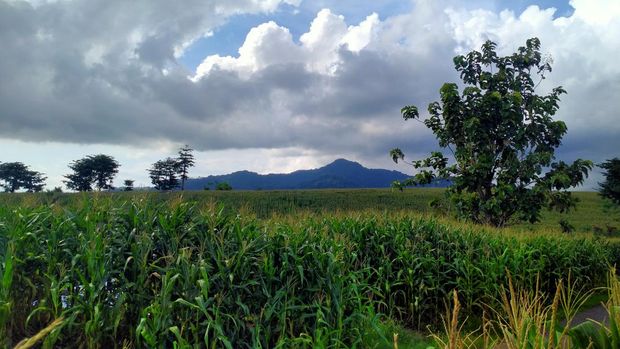 Kebun Jagung Instagramable di Dompu