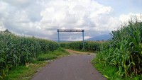 Salah satu pengunjung, Erwin sengaja datang ke tempat ini bersama teman-temannya. Mereka membeli kopi dari warga untuk dinikmati bersama sambil duduk santai dan berfoto-foto di kebun jagung ini. (Faruk Nickyrawi/detikcom)