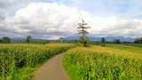 Ini Kebun Jagung Instagramable Buat Healing Sore di Dompu