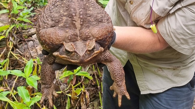 Kodok raksasa toadzilla