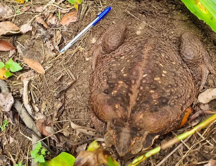 Kodok raksasa toadzilla Kodok raksasa toadzilla