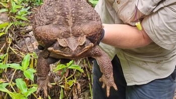 Para polisi hutan menemukan amfibi raksasa itu di Taman Nasional Conway. Via Twitter, mereka mengaku terkejut menemukan katak tebu monster yang beratnya kira-kira sama dengan ayam jantan. Foto: Departemen Lingkungan Queensland