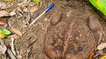 Kodok tebu sebesar itu akan memakan apa saja yang dapat dimasukkan ke mulutnya, termasuk serangga, reptil, dan mamalia kecil, kata  Kylee Gray, seorang penjaga hutan setempat. Kodok tebu dianggap salah satu hama atau spesies invasif terburuk di dunia. Foto: Departemen Lingkungan Queensland
