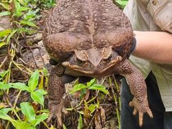 Penampakan Kodok Raksasa Toadzilla yang Langsung Dihabisi
