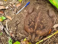 Penampakan Kodok Raksasa Toadzilla yang Langsung Dihabisi