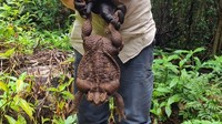 Kodok raksasa toadzilla