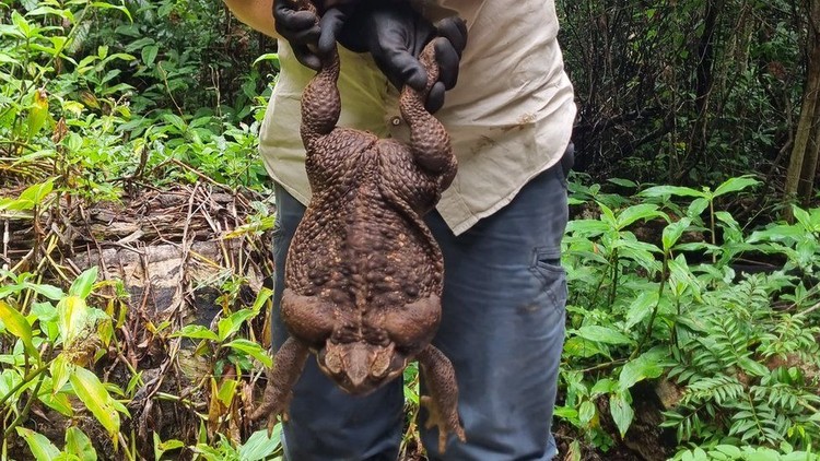 Kodok raksasa toadzilla Kodok raksasa toadzilla