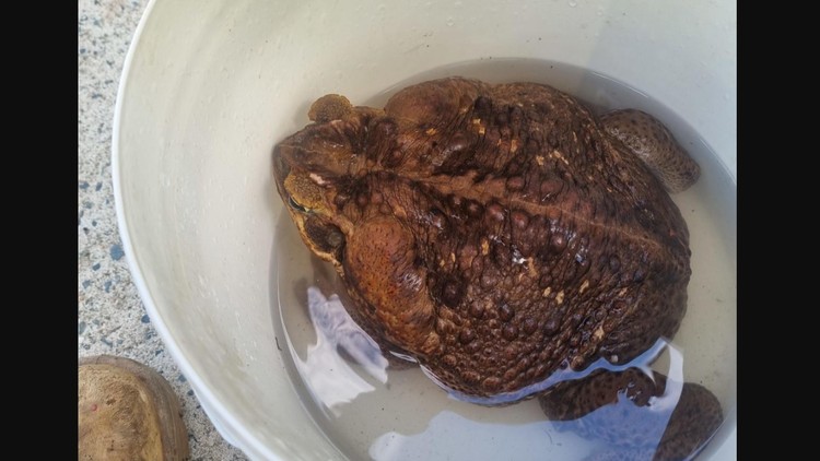 Kodok raksasa toadzilla Kodok raksasa toadzilla