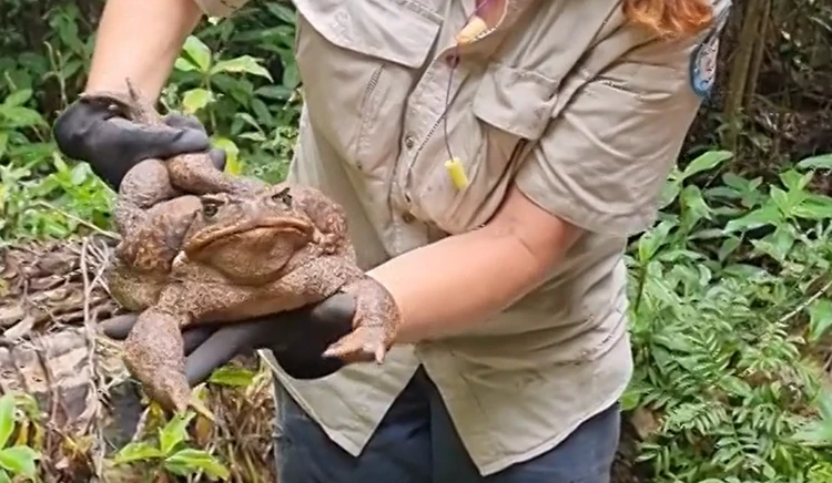 Kodok raksasa toadzilla Kodok raksasa toadzilla