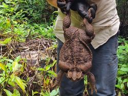 Penampakan Kodok Raksasa Toadzilla yang Langsung Dihabisi
