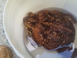 Penampakan Kodok Raksasa Toadzilla yang Langsung Dihabisi