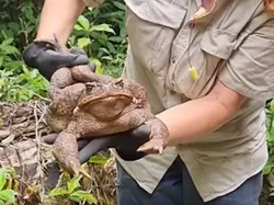 Penampakan Kodok Raksasa Toadzilla yang Langsung Dihabisi