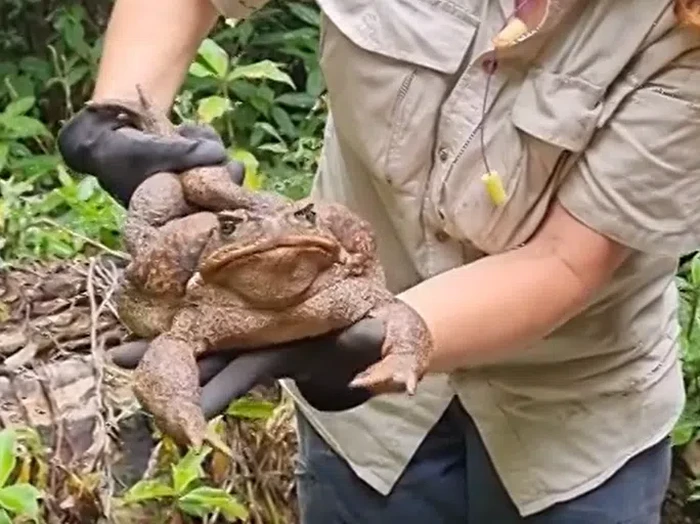Kodok raksasa toadzilla