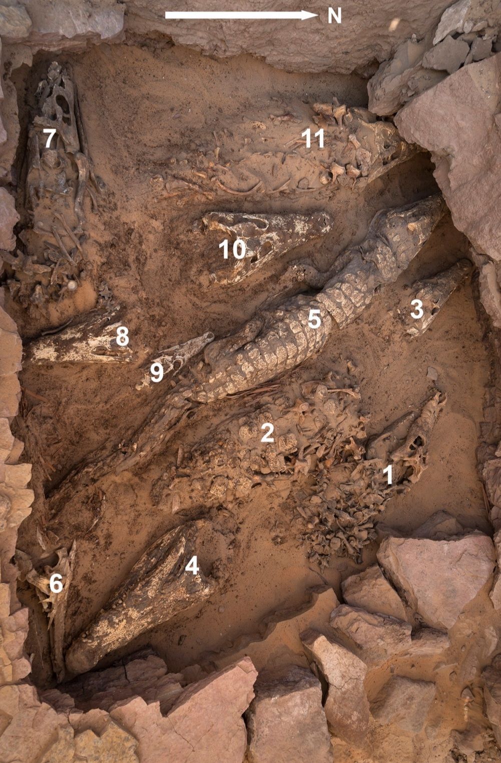 Mumi buaya di Qubbat al-Hawa, Aswan, Mesir.