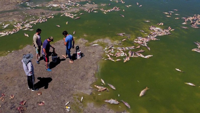 Ribuan Ikan Mati Misterius di Sungai Argentina Men searches for fish that are still alive to eat, as dead fish agglomerate on the shore of the Salado river in Buenos Aires province, Sunday, Jan. 22, 2023. (AP Photo/Natacha Pisarenko)
