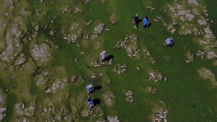 Men searches for fish that are still alive to eat, as dead fish agglomerate on the shore of the Salado river in Buenos Aires province, Sunday, Jan. 22, 2023. (AP Photo/Natacha Pisarenko)