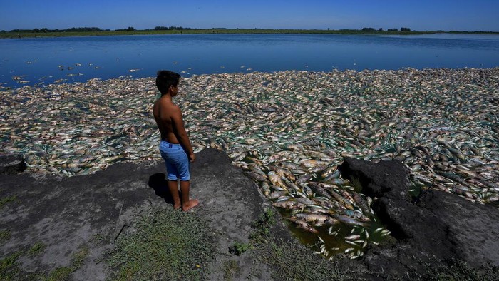 Men searches for fish that are still alive to eat, as dead fish agglomerate on the shore of the Salado river in Buenos Aires province, Sunday, Jan. 22, 2023. (AP Photo/Natacha Pisarenko)