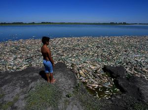Ribuan Ikan Mati Misterius di Sungai Argentina