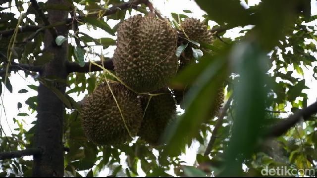 Wisata petik durian di Kecamatan Lumbang, Probolinggo.