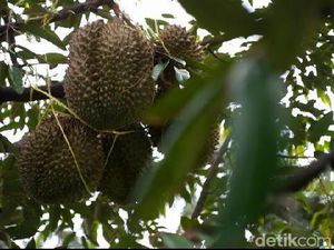 Sensasi Makan Durian Lumbang di Lereng Gunung Bromo, Petik Sendiri Lho!
