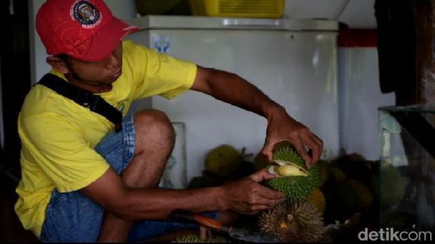 Wisata petik durian di Kecamatan Lumbang, Probolinggo.