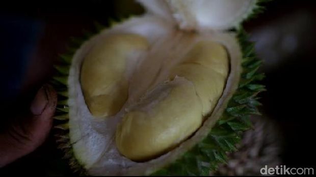 Wisata petik durian di Kecamatan Lumbang, Probolinggo.