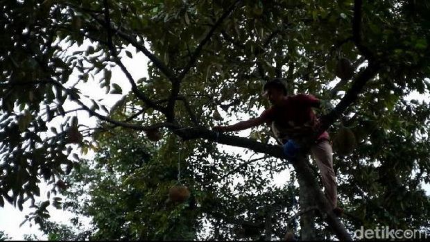 Wisata petik durian di Kecamatan Lumbang, Probolinggo.