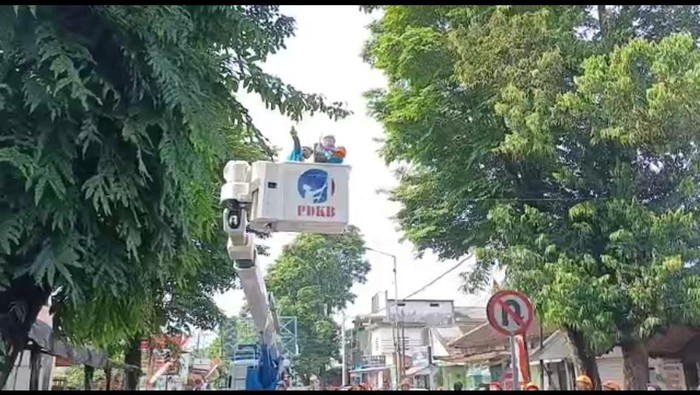 179 pohon di jember dikepras