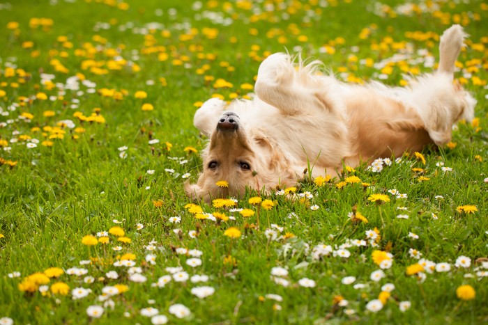 Ilustrasi anjing golden retriever