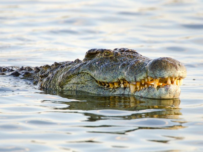 Nile Crocodile. Kruger National Park. South Africa.