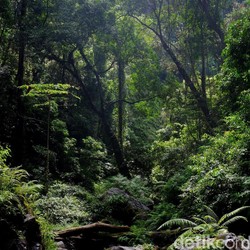 Denny Caknan dan Denny Sumargo Siapkan Rp 1 M Dukung Ide Beli Hutan