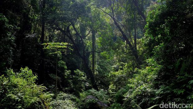 Ilustrasi hutan
