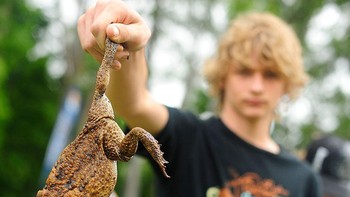 Berbagai upaya pun coba dilakukan untuk meminimalisir populasi kodok tebu, misalnya even tahunan untuk menangkapnya yang melibatkan banyak orang. Kodok tebu ini kemudian akan dibunuh dengan prosedur yang ada. Foto: Getty Images