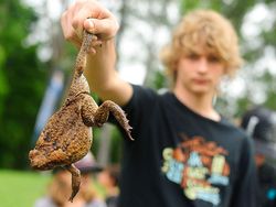 Kodok Jumbo Menyebar di Australia, Warga Ramai Membasminya
