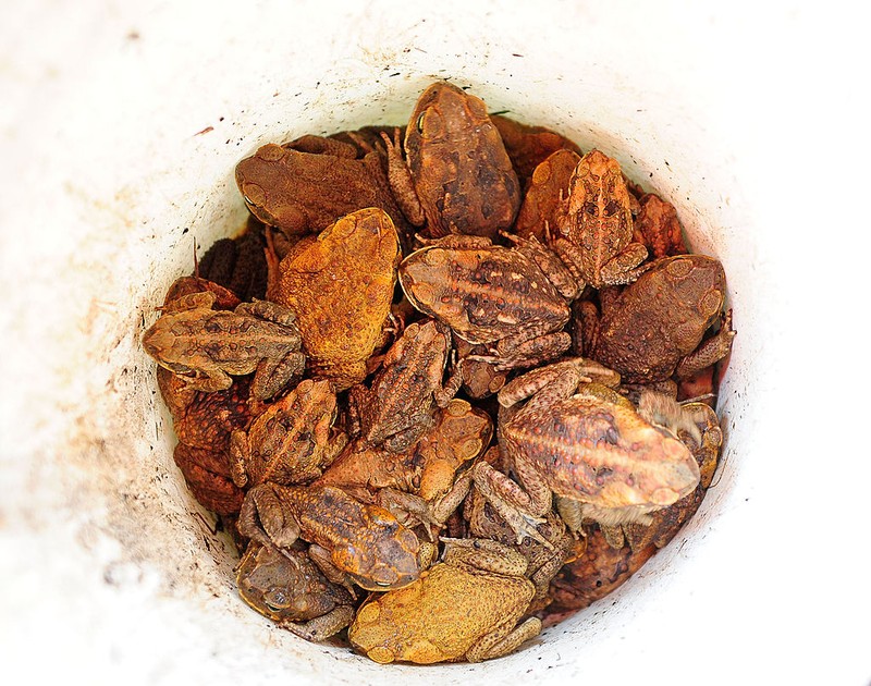 Kodok tebu di Australia