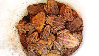 Organisasi lingkungan Watergum mengatakan cara paling manusiawi untuk membuang kodok tebu adalah dengan memasukkannya ke dalam lemari es selama 24 jam dan kemudian memindahkannya ke freezer selama 24 jam lagi. Foto: Getty Images