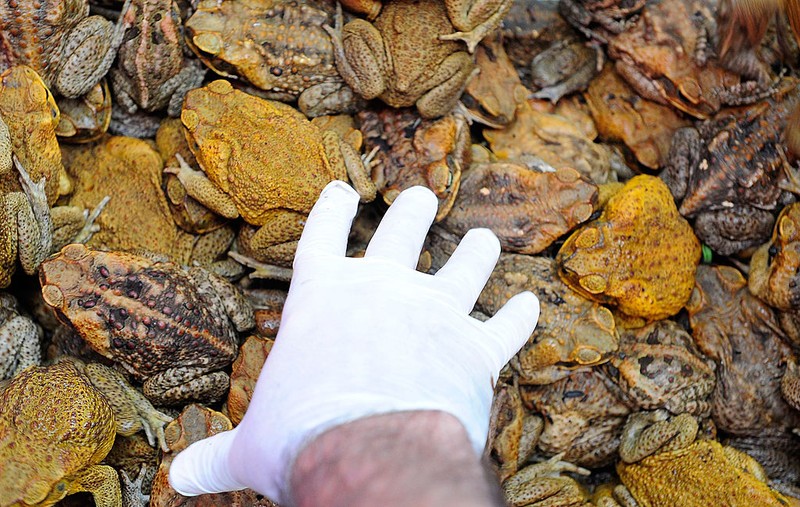 Kodok tebu di Australia