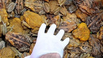 Penting bersikap semanusiawi mungkin saat menyuntik mati kodok tebu. Ingat, bukan salah mereka ada di benua yang salah, mereka ditempatkan di sini oleh manusia, dan mereka hanya mencoba yang terbaik untuk bertahan hidup, seperti yang lain, demikian saran dari organisasi pecinta lingkungan hidup. Foto: Getty Images