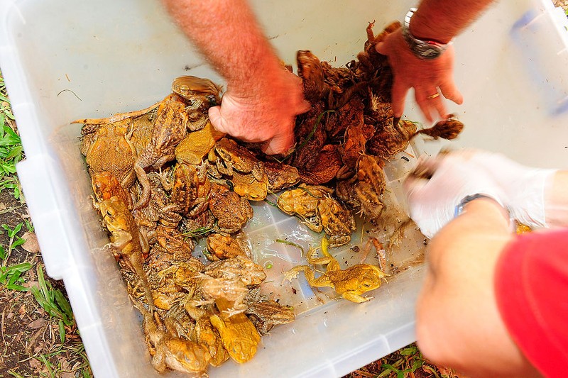 Kodok tebu di Australia