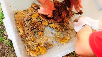 Tampak warga berpartisipasi memburu kodok tebu dengan harapan populasi mereka dapat dikurangi. Foto: Getty Images