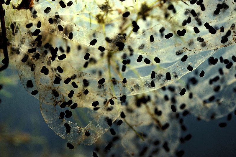 Kodok tebu di Australia