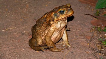 Kodok tebu sangat rakus dan mau memakan nyaris apa saja yang ditemuinya. Makanannya random termasuk kumbang, lebah, semut, jangkrik, katak, ular, siput air, dan bahkan anjing dan kucing kecil. Di daerah pemukiman, kodok tebu sering terlihat memanjat ke dalam mangkuk makanan anjing dan memakan isinya. Foto: Getty Images