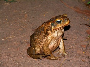 7 Fakta Seram Kodok Tebu Jumbo yang Teror Australia