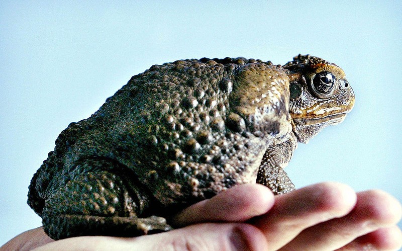 Kodok tebu di Australia