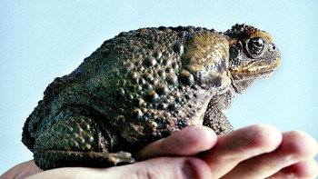 Jadi pada tahun 1935, ratusan atau ada yang menyebutnya ribuan kodok tebu dibawa ke Queensland sebagai upaya untuk mengendalikan kumbang yang merusak  tebu. Akan tetapi hal itu menjadi malapetaka besar. Hewan ini begitu cepat berkembang biak dan tak punya predator alami di Australia, terlebih kulitnya beracun. Tahun silam, diperkirakan ada lebih dari dua miliar kodok tebu di empat negara bagian Austalia. Foto: Getty Images