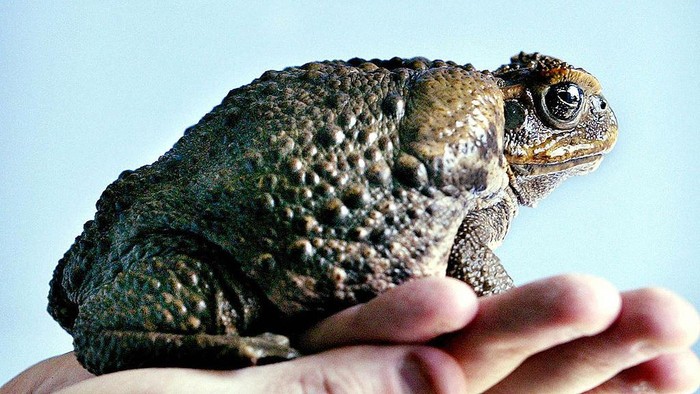 Kodok tebu di Australia