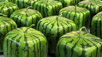 Buah di Jepang banyak yang mahal karena kualitasnya premium. Salah satu buah mahal di Jepang adalah semangka berbentuk kubus ini. Di Jepang, semangka ini ditawarkan dengan harga sekitar Rp 3 jutaan tergantung warna dan bentuknya. Foto: site news