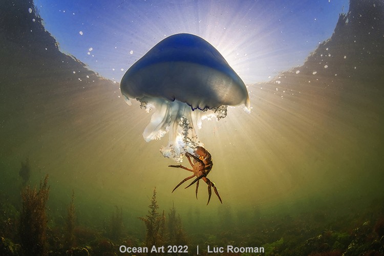Ocean Art 2022